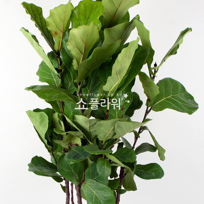 상세이미지