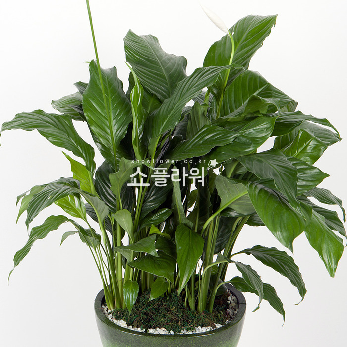 상세이미지
