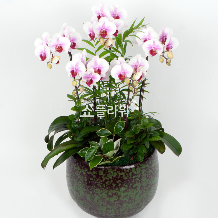 상세이미지