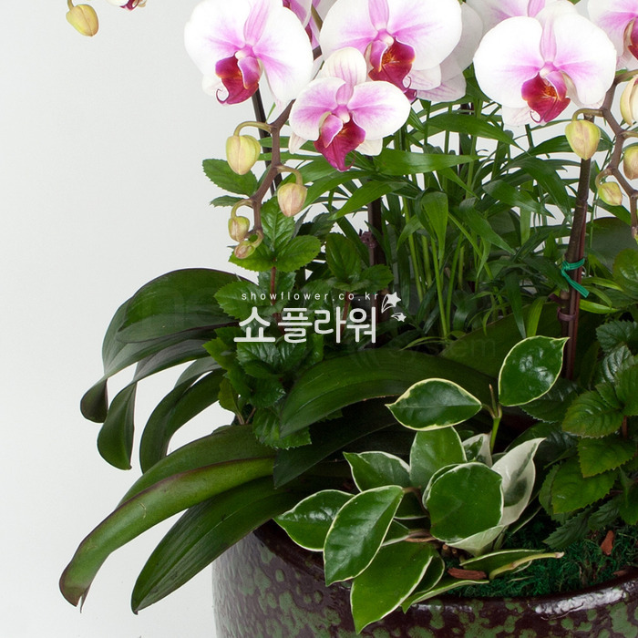 상세이미지