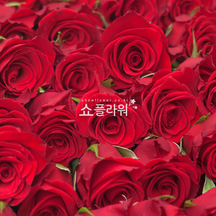 상세이미지