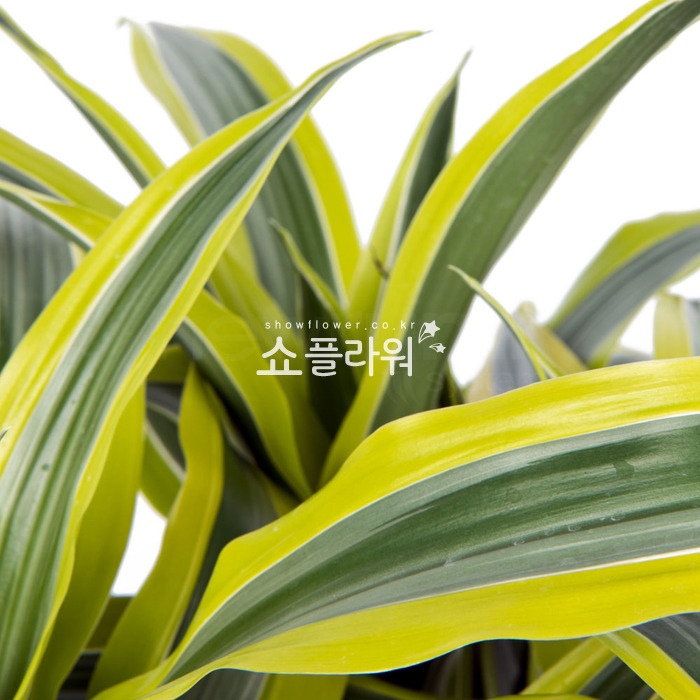 상세이미지