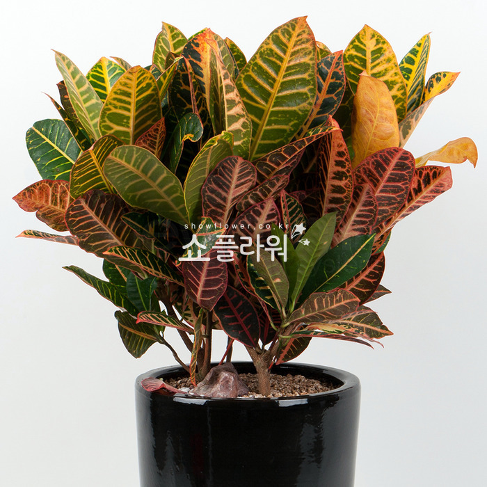 상세이미지