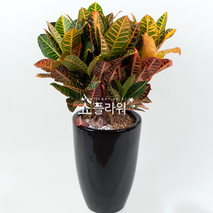 상세이미지