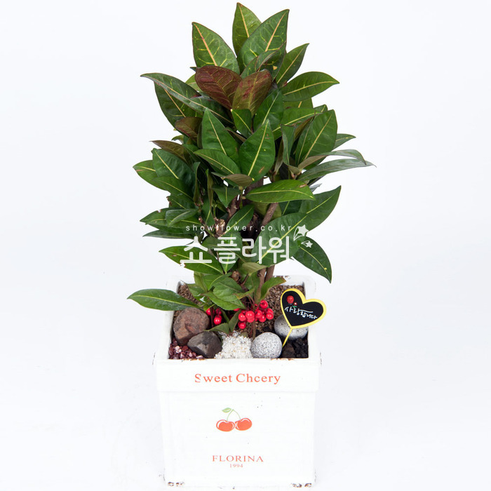 상세이미지