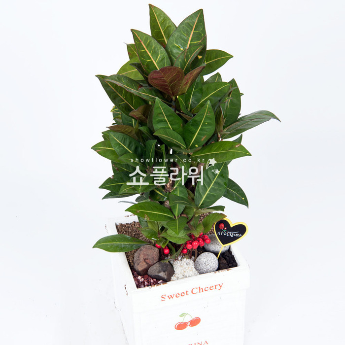 상세이미지