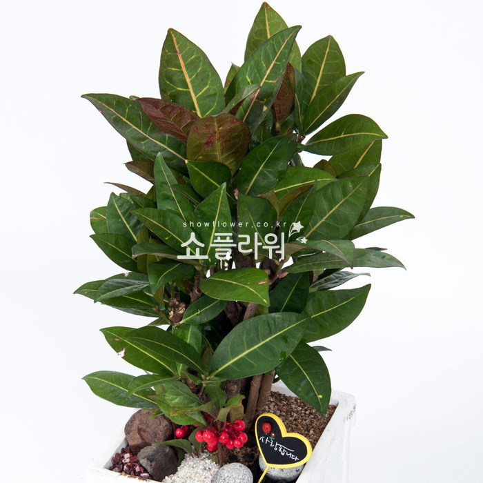 상세이미지
