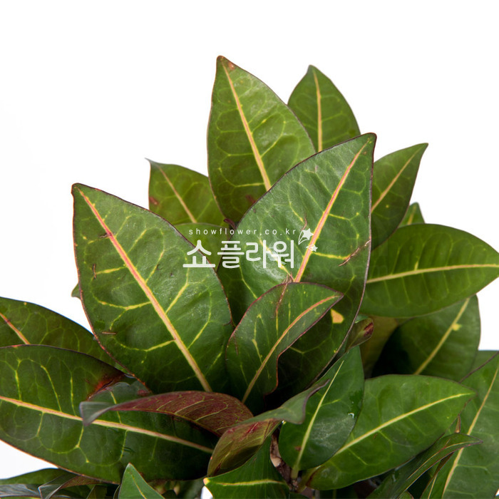 상세이미지
