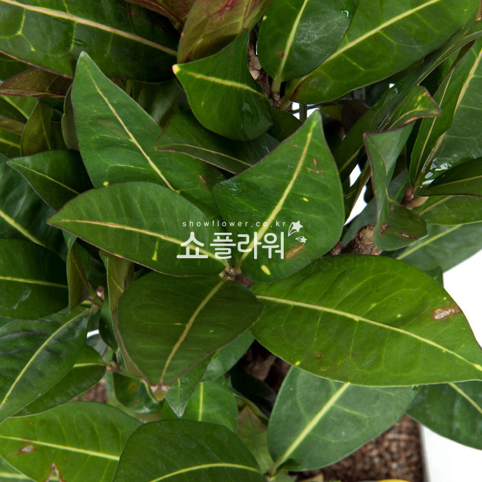 상세이미지