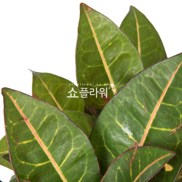 상세이미지