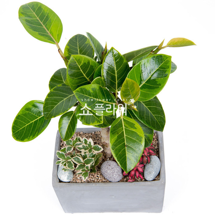 상세이미지