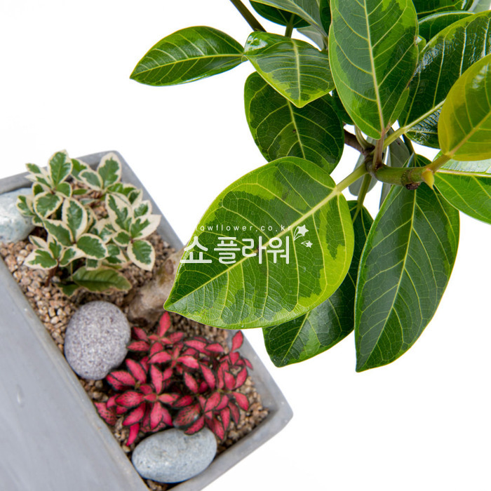 상세이미지