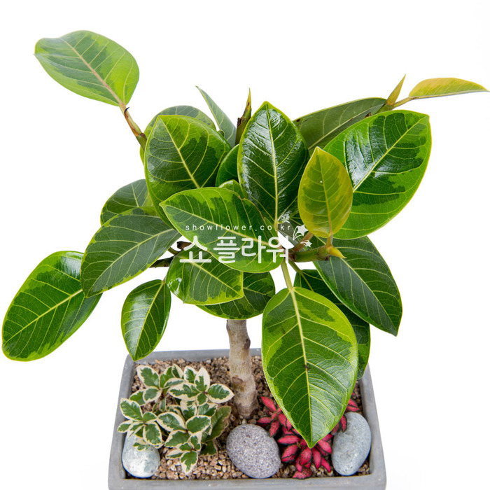 상세이미지