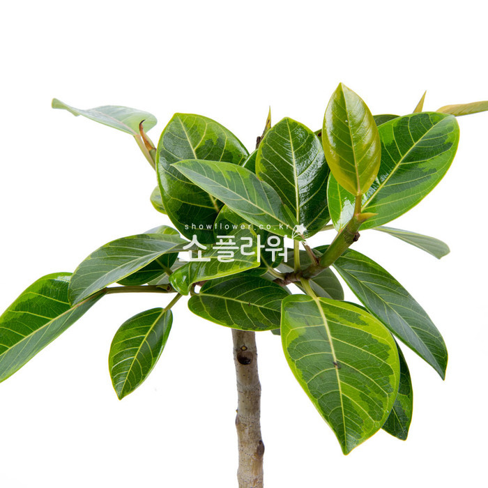 상세이미지