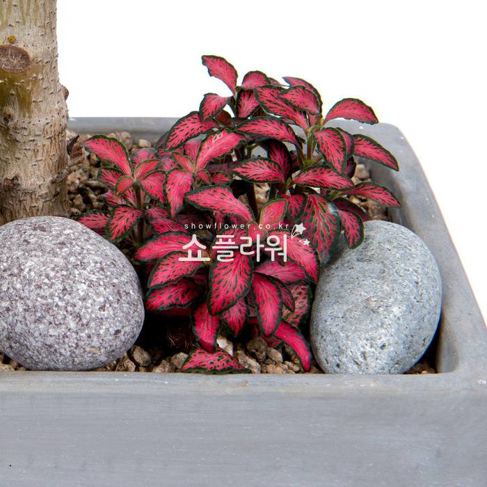 상세이미지