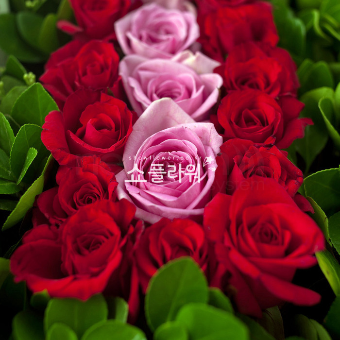 상세이미지
