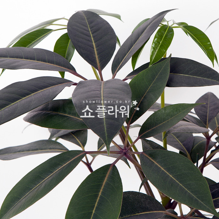 상세이미지
