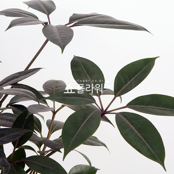 상세이미지