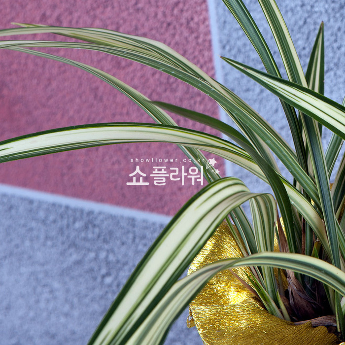 상세이미지