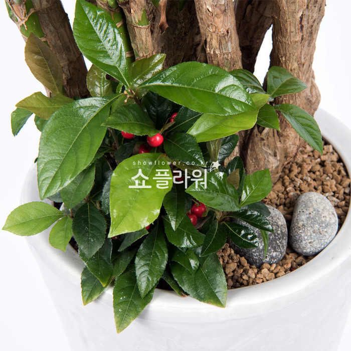 상세이미지