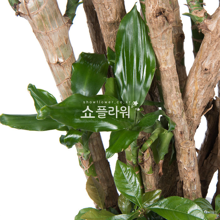 상세이미지