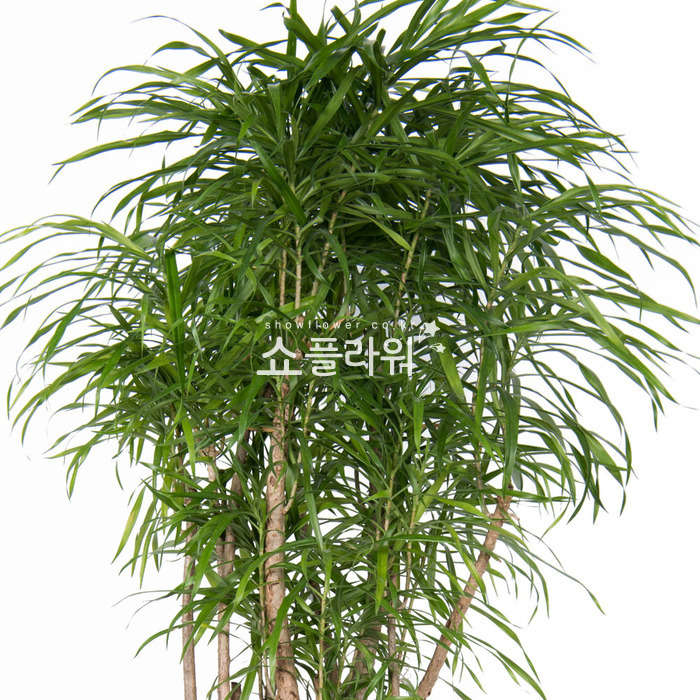 상세이미지