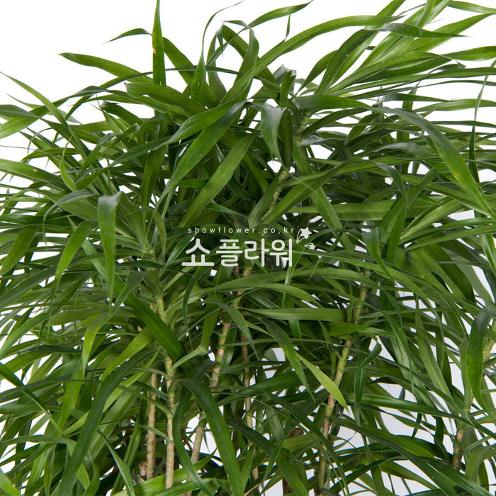 상세이미지