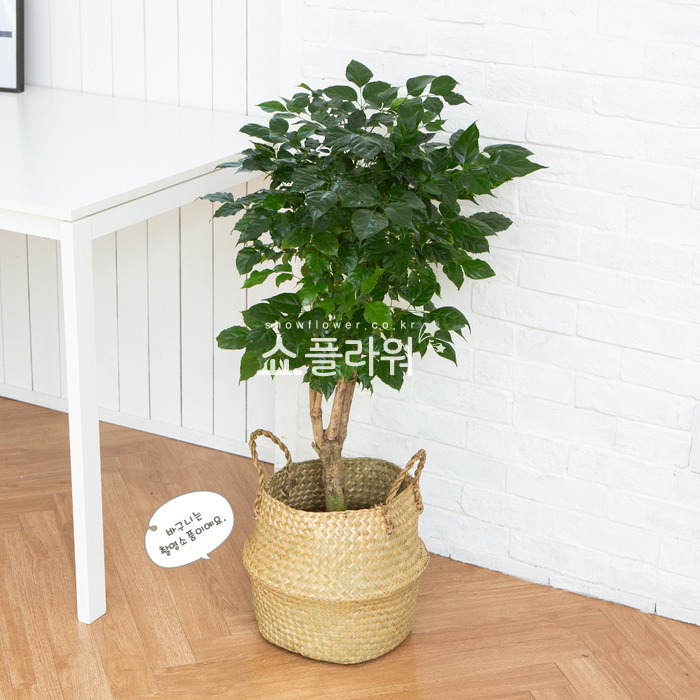 상세이미지