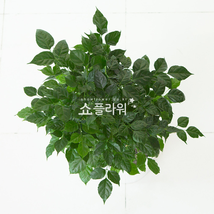 상세이미지