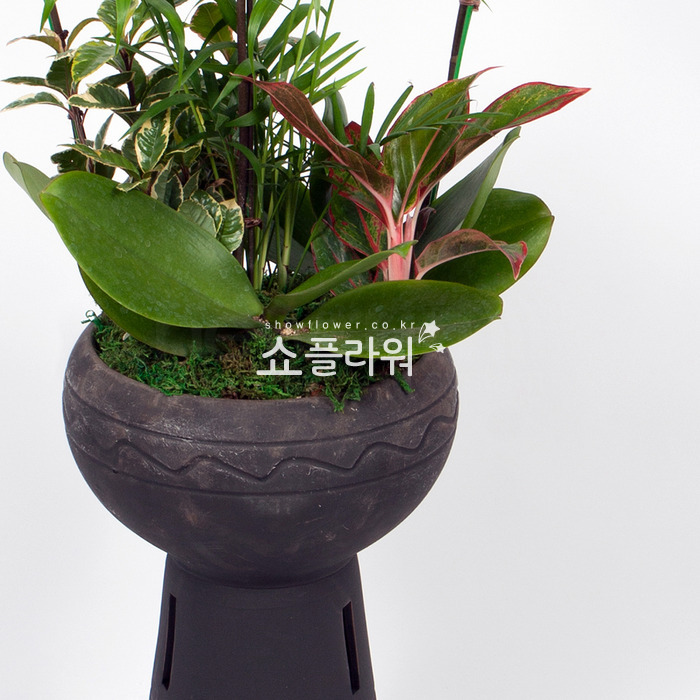 상세이미지