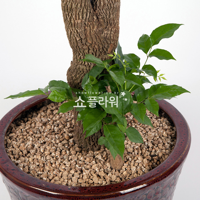 상세이미지