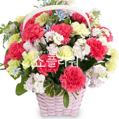 카네이션혼합바구니