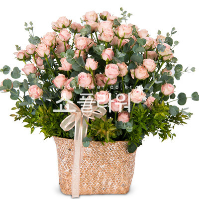 분홍분홍