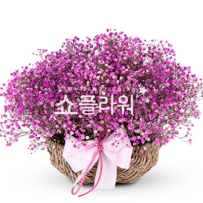 핑크안개바구니