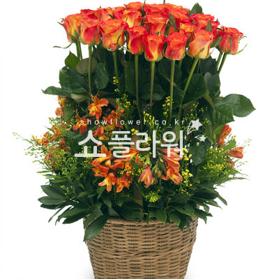 오렌지 마말레이드 2