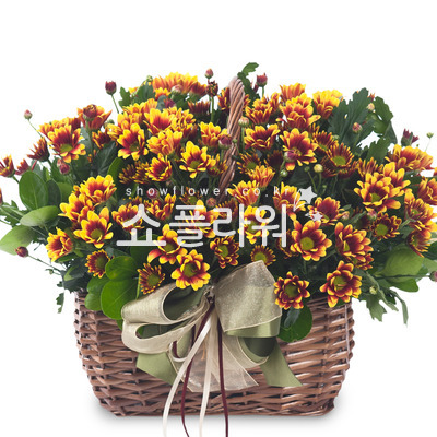 델몬트 사랑
