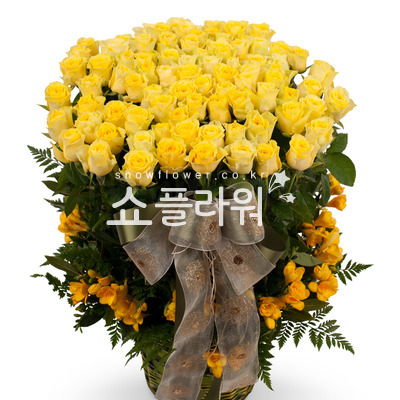 노랑장미100송이