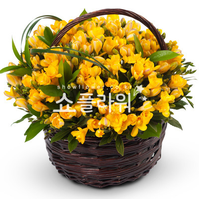 후리지아혼합바구니