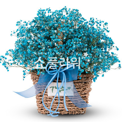 파란안개바구니