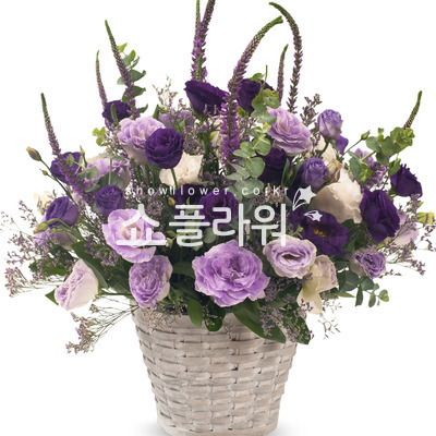 보랑이 3