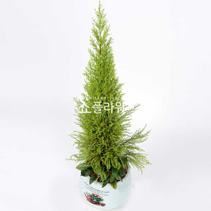 상세이미지