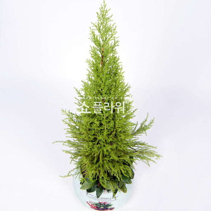 상세이미지
