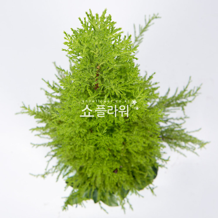 상세이미지