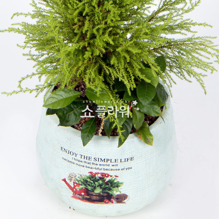 상세이미지