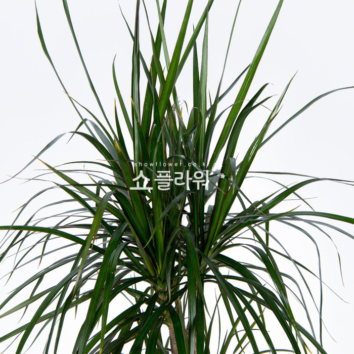 상세이미지