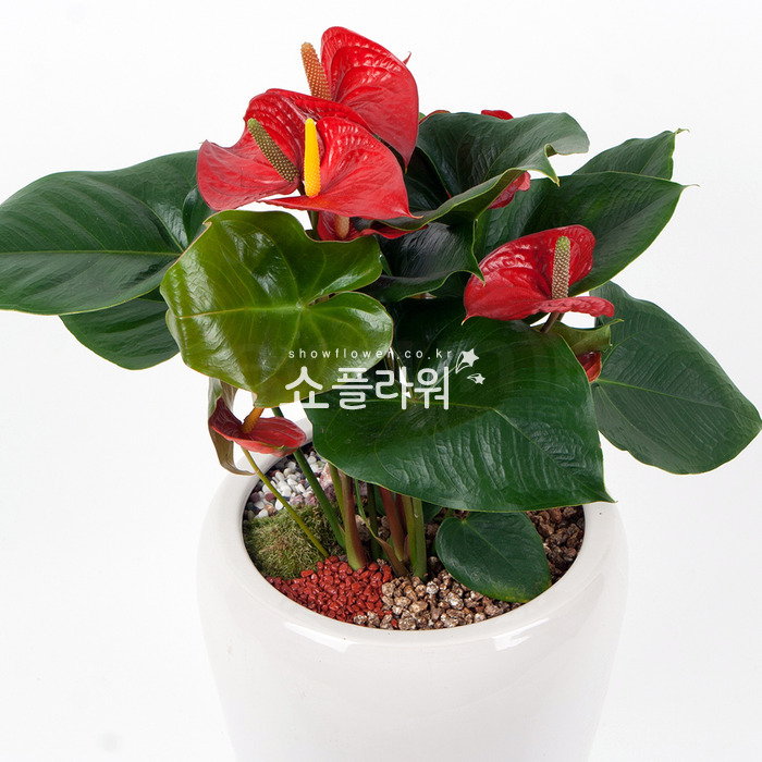 상세이미지