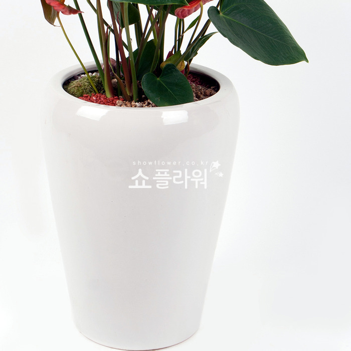 상세이미지