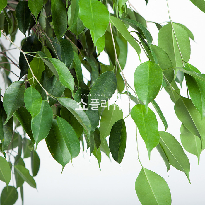 상세이미지