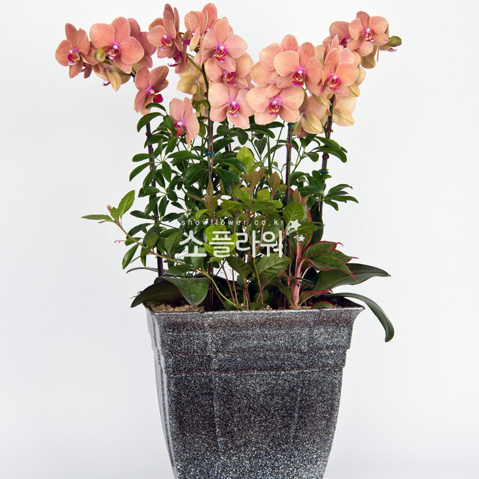상세이미지