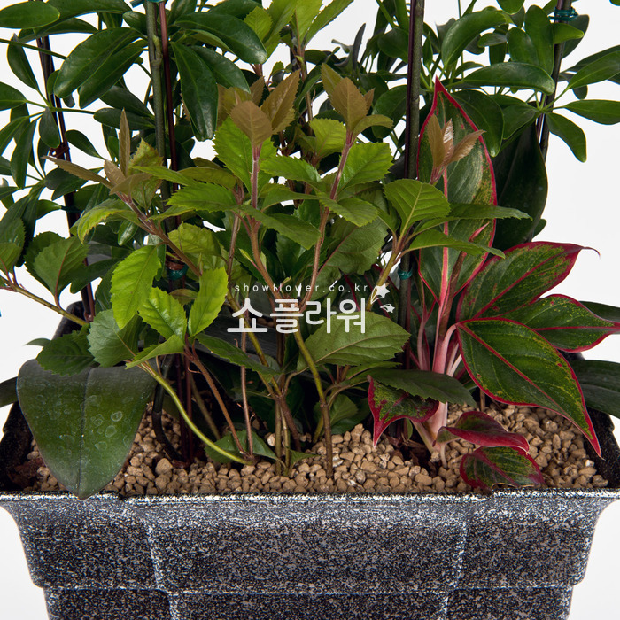 상세이미지